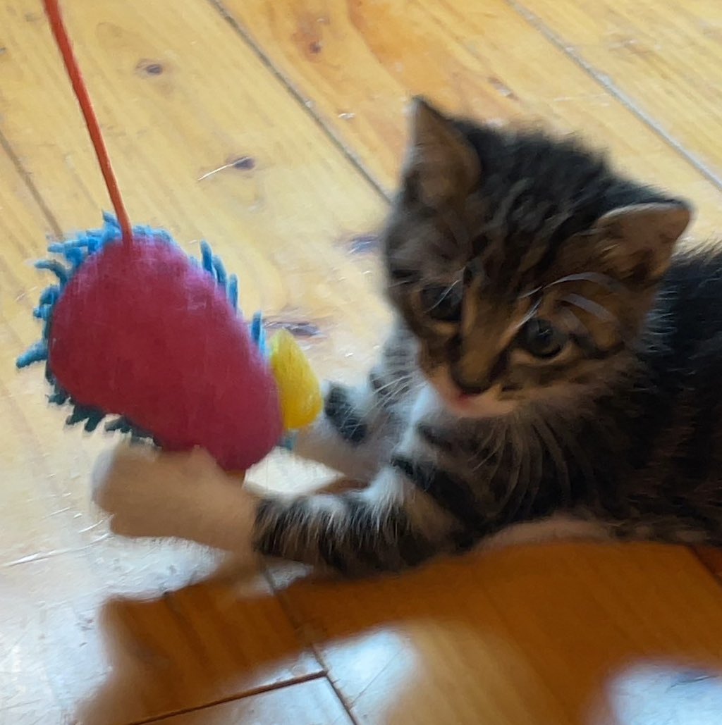 felineととの森 on X