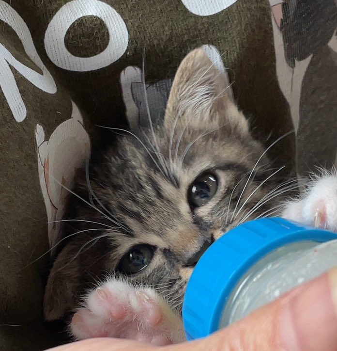 felineととの森 on X