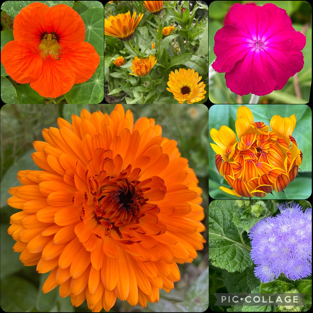 All of the flowers below are big winners to me for #sixonsaturday ! Blooming happily here and looking so good so late. Kinda weird.  #climatechange #growingseason  #nasturtium #calendula #lychnis #ageratum 🐈‍⬛🦇🐈‍⬛