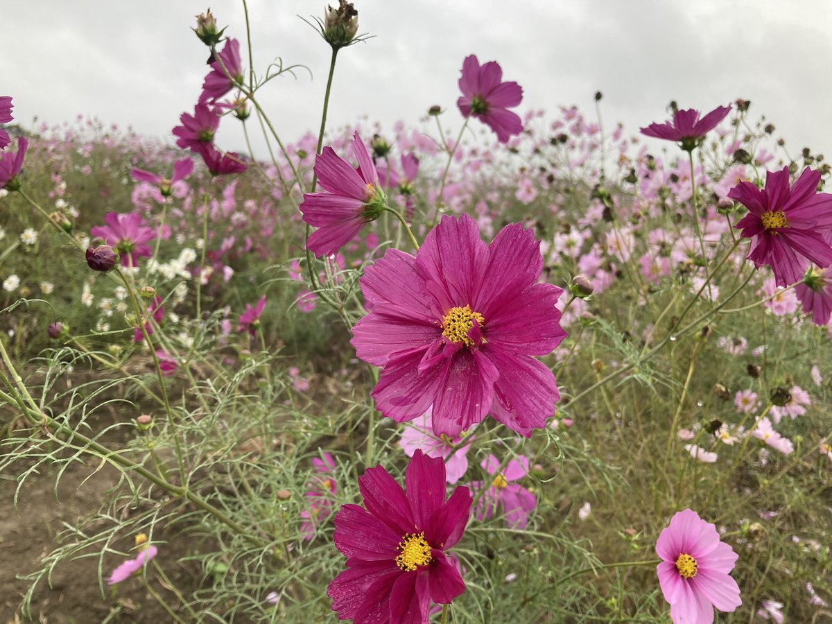 【コスモス】 さんかんPORTAL【公式】 on X