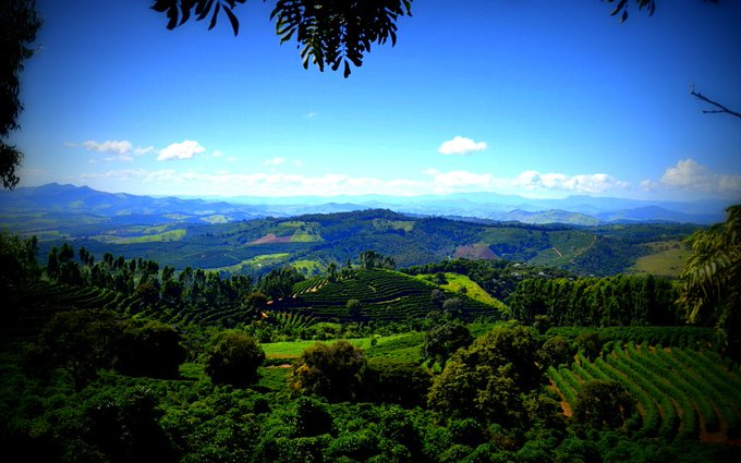 HenriqueShib's tweet photo. @glauber_doc Aqui na minha cidade só tem café ruim.  A Rota do Café Especial, em Carmo de Minas.  A Fazenda Santa Inês possui o recorde mundial em pontuação com 95.85pts em uma escala de 0 a 100 no concorrido concurso “Cup of Excellence”. https://t.co/pqudaG6Dlo