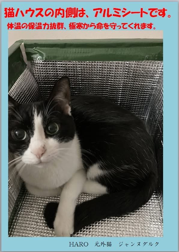 猫 Amazon.co.jp: Naviconvex キャットホイール 猫の車輪 XL 直径