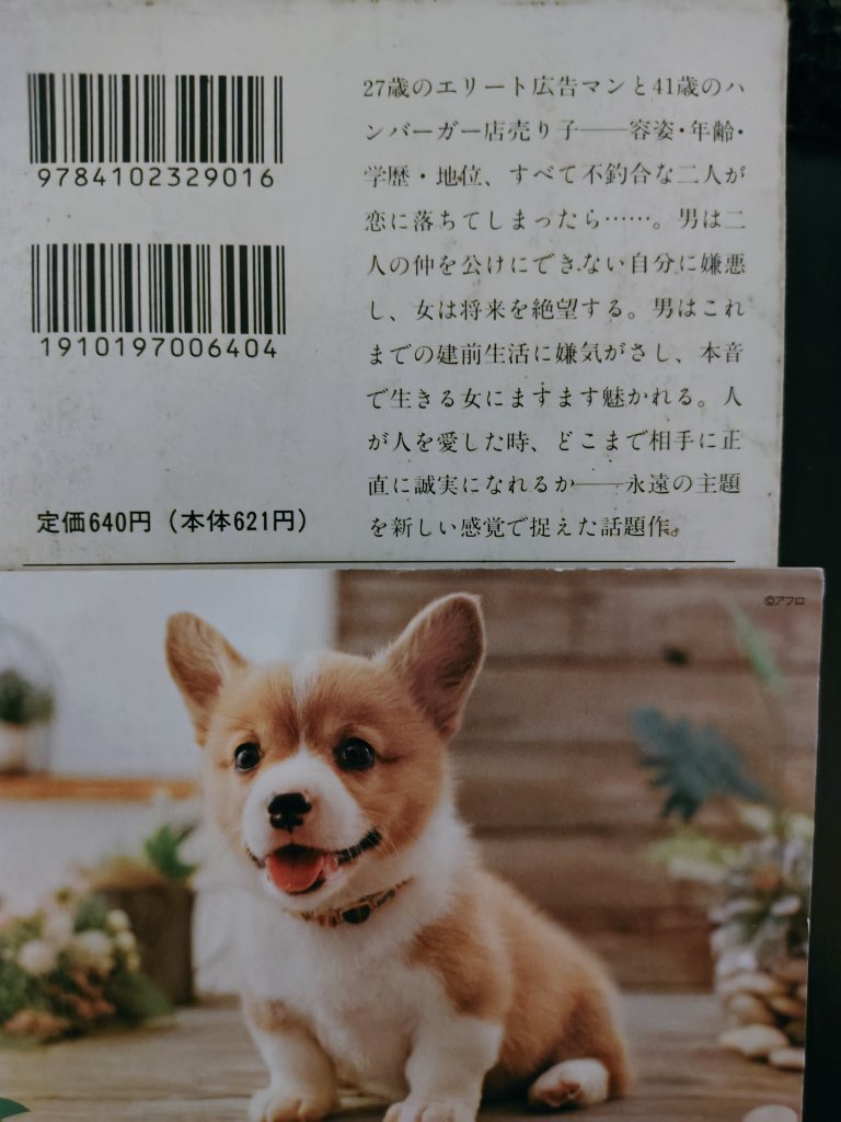 小林牧牛氏作品　猫と小鳥　本の上でお昼寝 小林牧牛氏作品 猫と小鳥 本の上でお昼寝