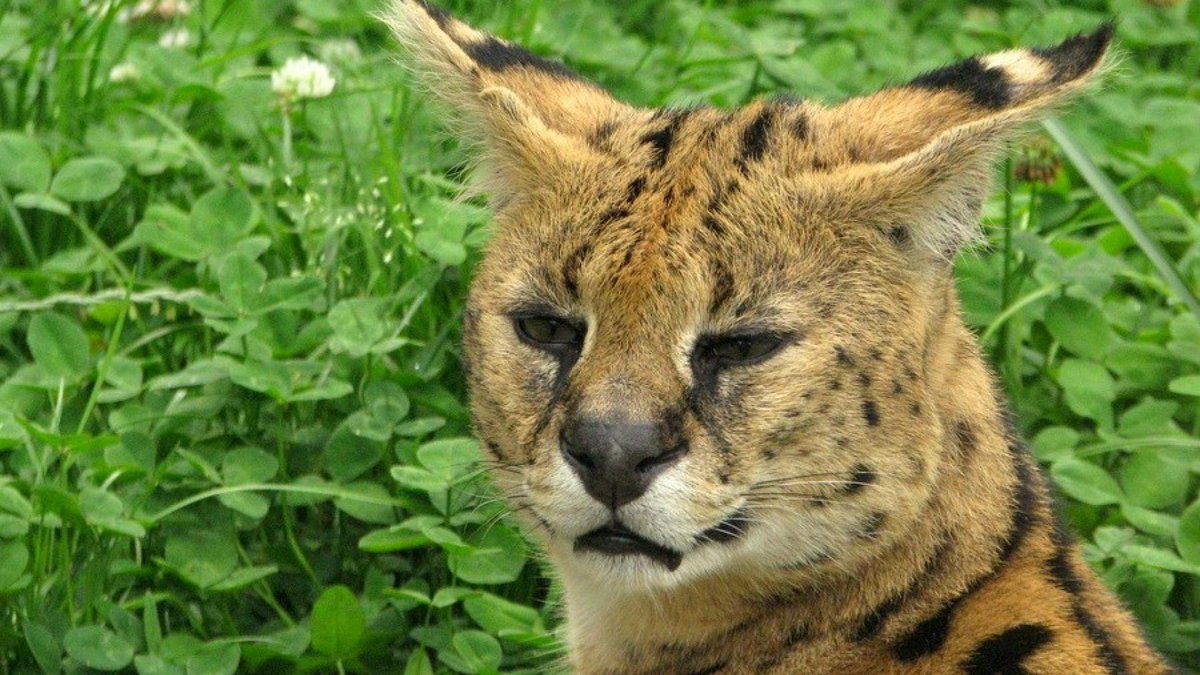 Serval Every Hour! (@servaleveryhr) on Twitter photo 