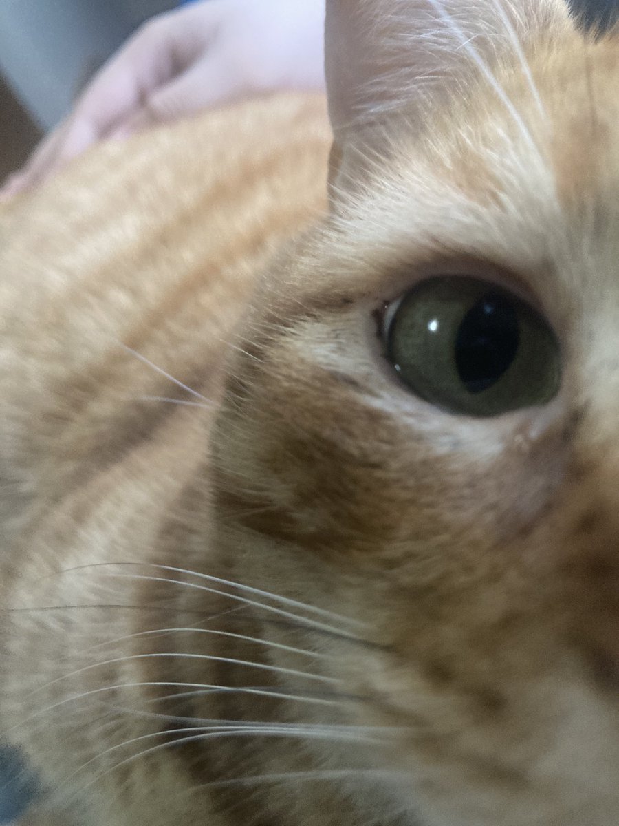 hey guys bluezy here. yeah I was secretly a cat the whole time