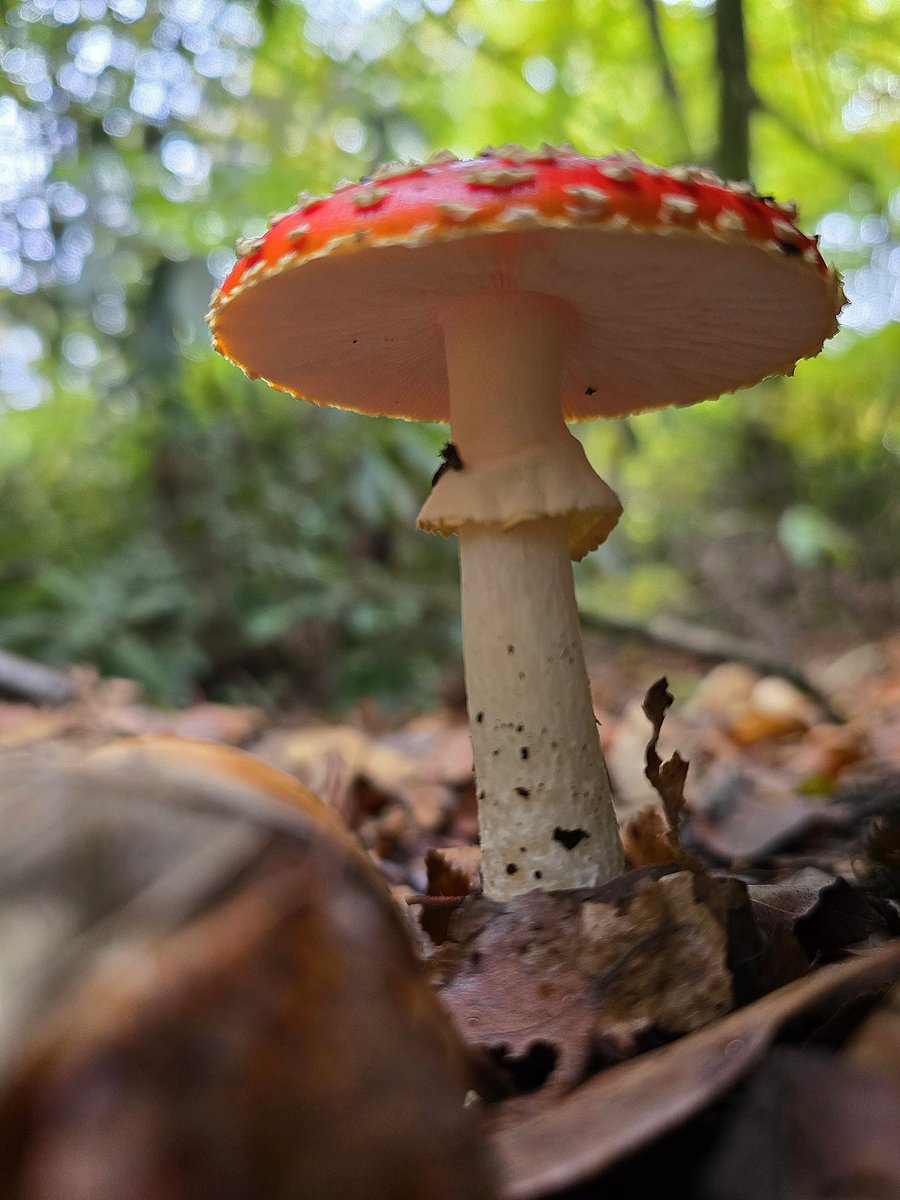 #Autumn #autumncolours #October #blueskies #dogwalk #toadstool #fungee