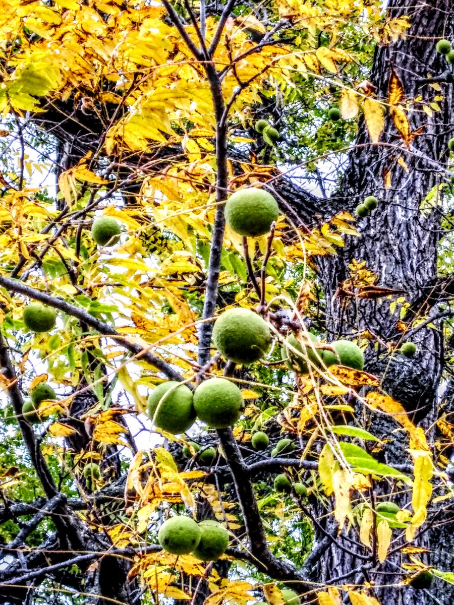#autumn #fall #october #squirrel