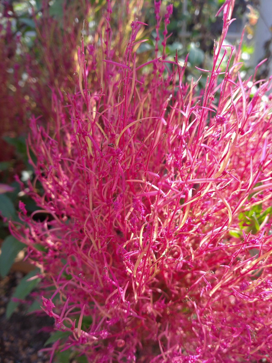 みっちゃん on X