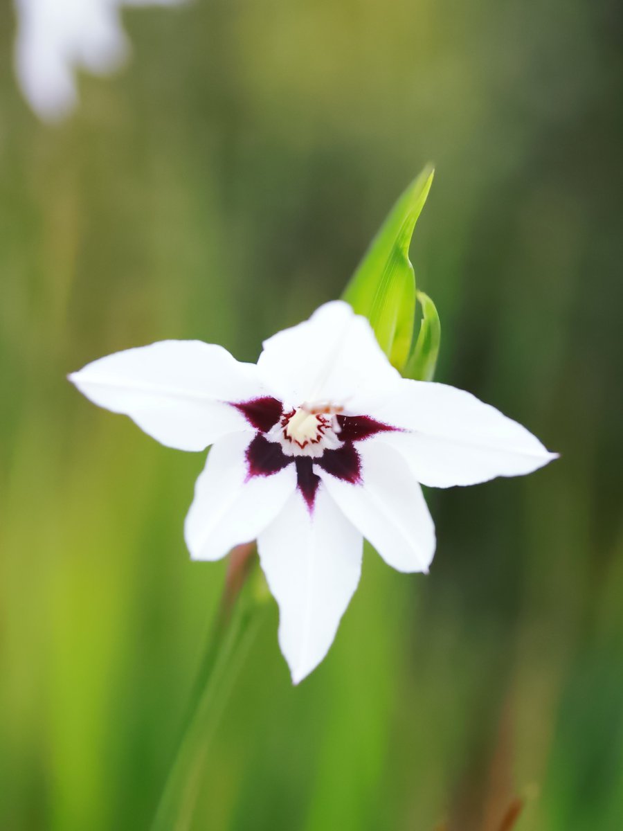 専用 いずみさん Amazon.co.jp: 小泉成器 ダブルラジカセKOIZUMI SOUNDLOOK SAD