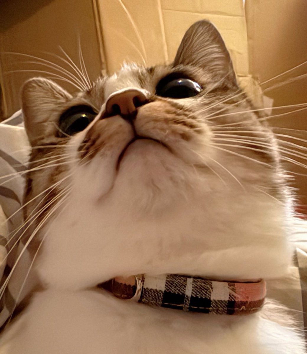 つくきな❤︎ココテテ🐈‍⬛⸒⸒⸒⸒🐾 (@tsukukina971) / Posts / X