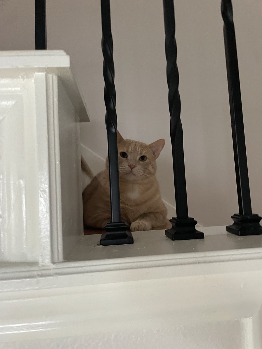 killjoyuu's tweet image. i wanna get a tiny snake they’re so cute. but nami would eat it prob