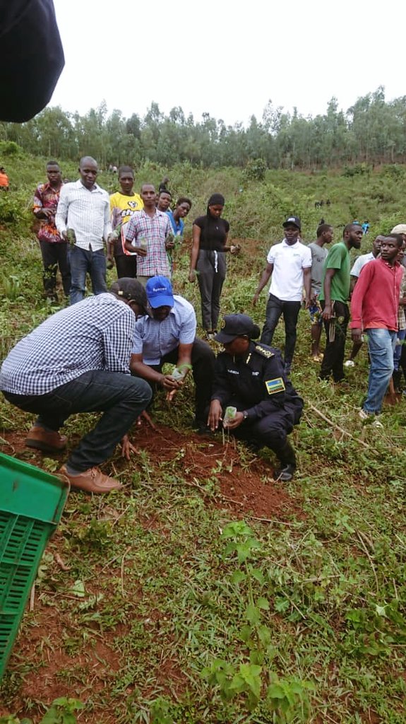 NderaV's tweet photo. Uyumunsi Taliki 25/10/2025 Mumurenge Wa Ndera, Urubyiruko Rwabakorerabushake Dufatanyije N'inzego zumutekano Nabaturage Twabyukiye mumuganda Wo gutera ibiti, Aho Twateye ibiti bigera ku 10,000 Murwego Rwo kubungabunga ibidukikije no kugira Kigali ikeye @CityofKigali @Rwandapolice https://t.co/HumWY69P1M