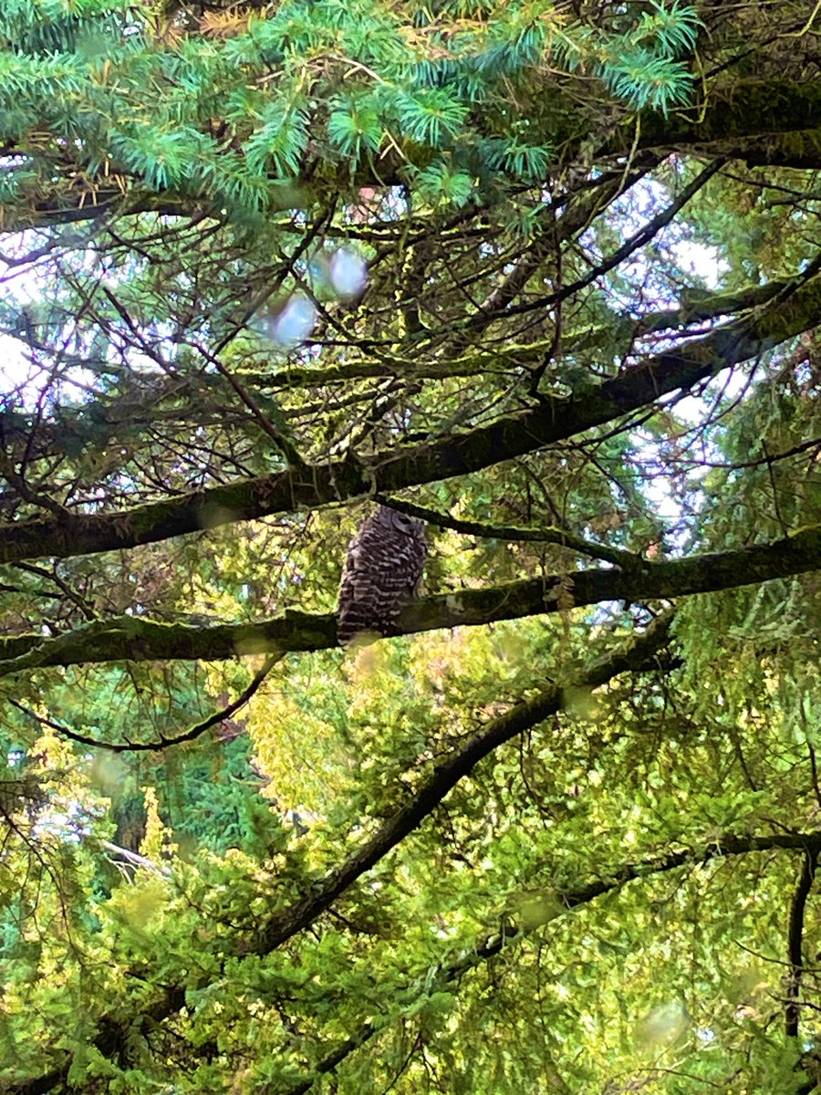 Jarngeek's tweet image. My backyard has been chosen by a majestic barred owl 🦉