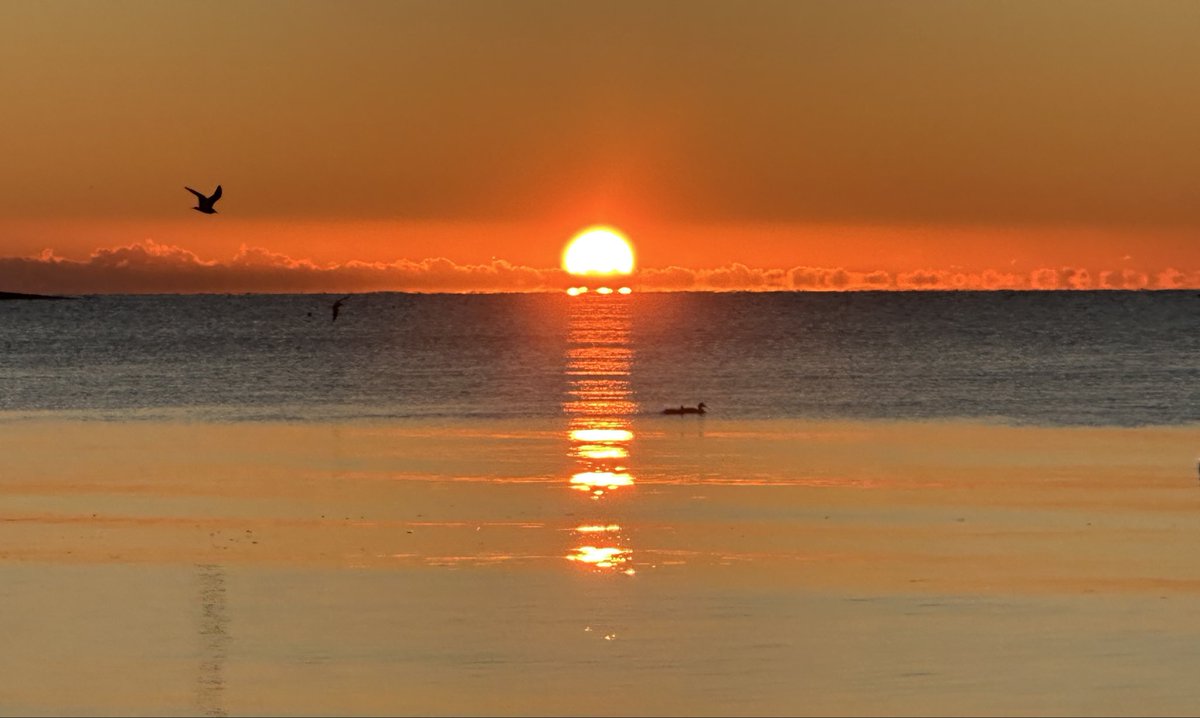 lightand_life's tweet image. I adore and lean into the feeling of freedom when birds enter a sunrise….. 
today in Cotuit. 
#CapeCod