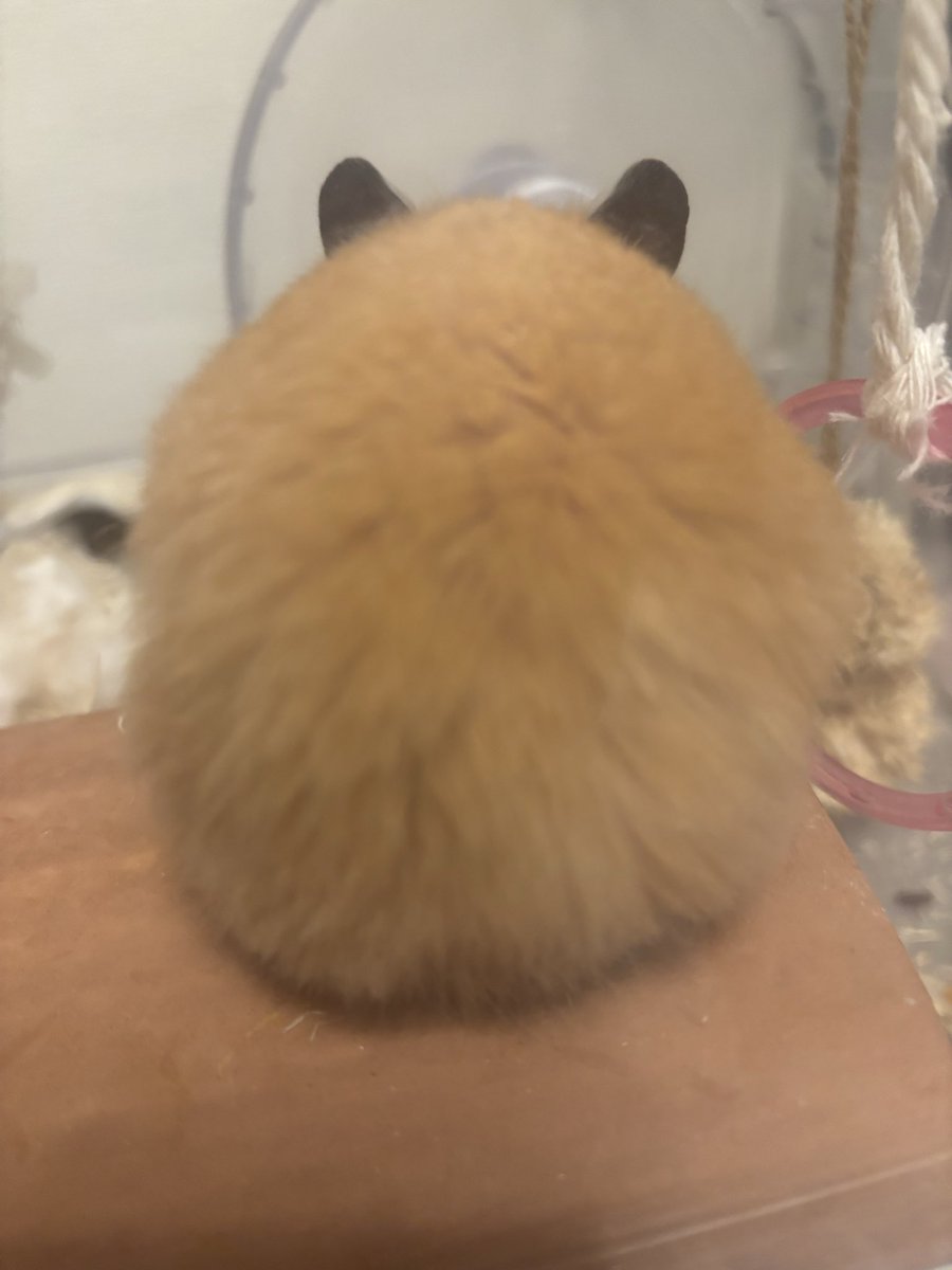 まんまるな背中☺️
最高の癒し💕

#ハムスター
#キンクマハムスター