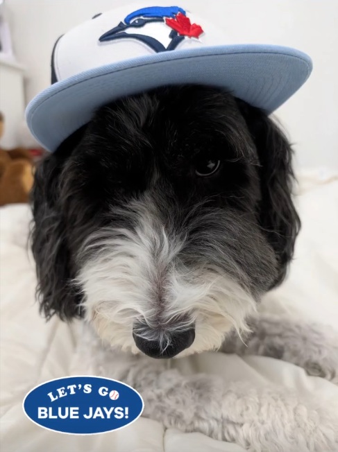 Condominiums_CA's tweet photo. Game face on.  Let's Go Blue Jays! 💙 @BlueJays https://t.co/wfKqSIjOV4