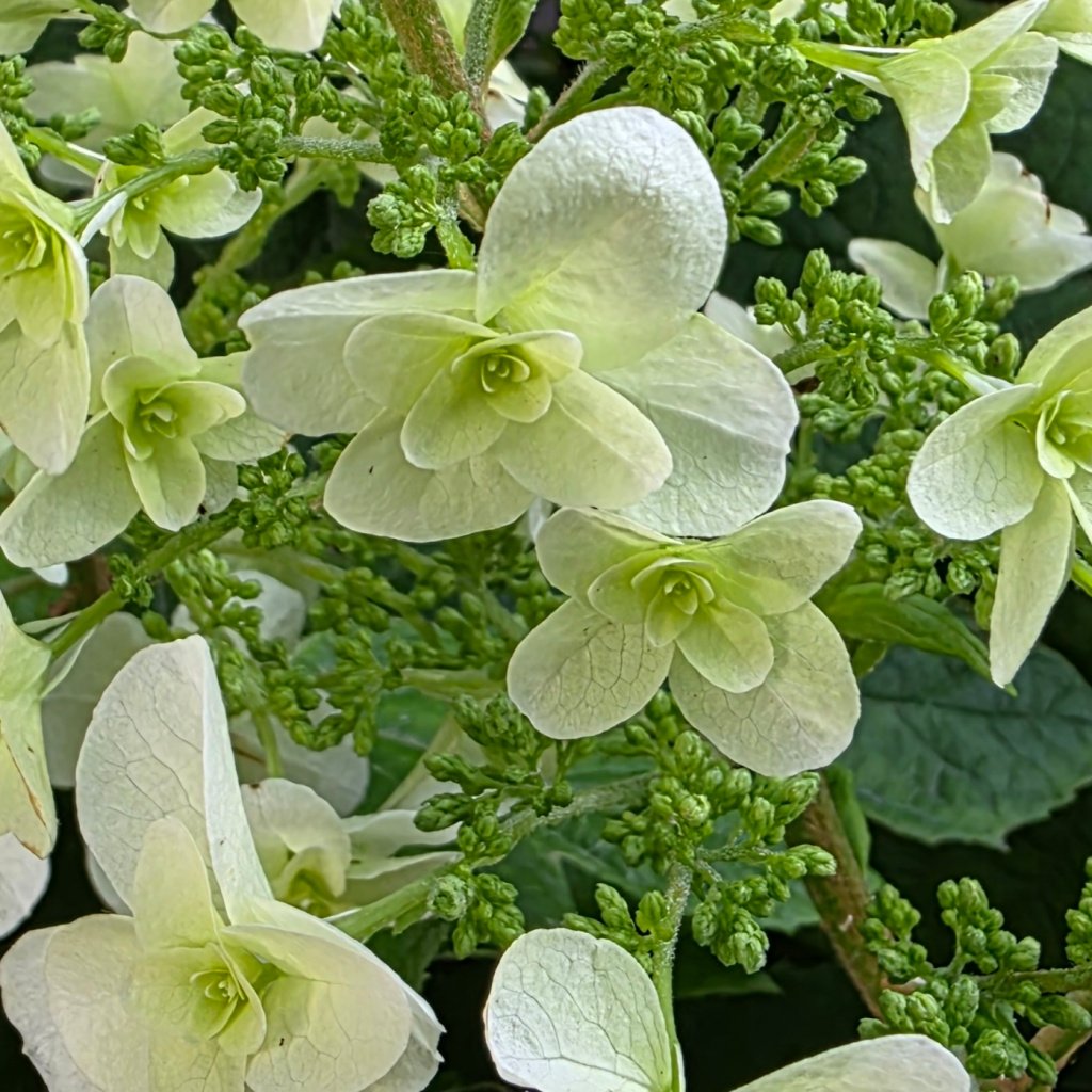 その他 hydrangea0223 Fall Hydrangea Stem | Pin It Co. Home Goods, Furniture