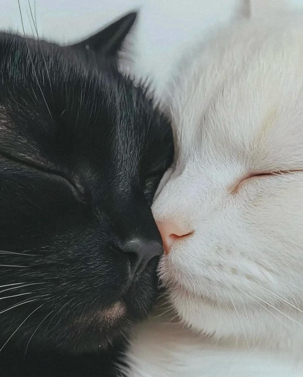 Miaw (@miaw) on Twitter photo 
