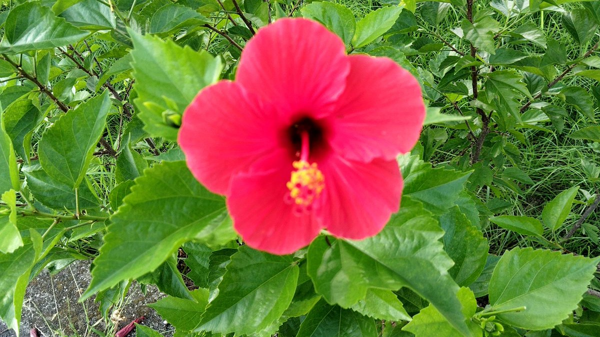 ponta61 (@ponta61104) / Posts / X