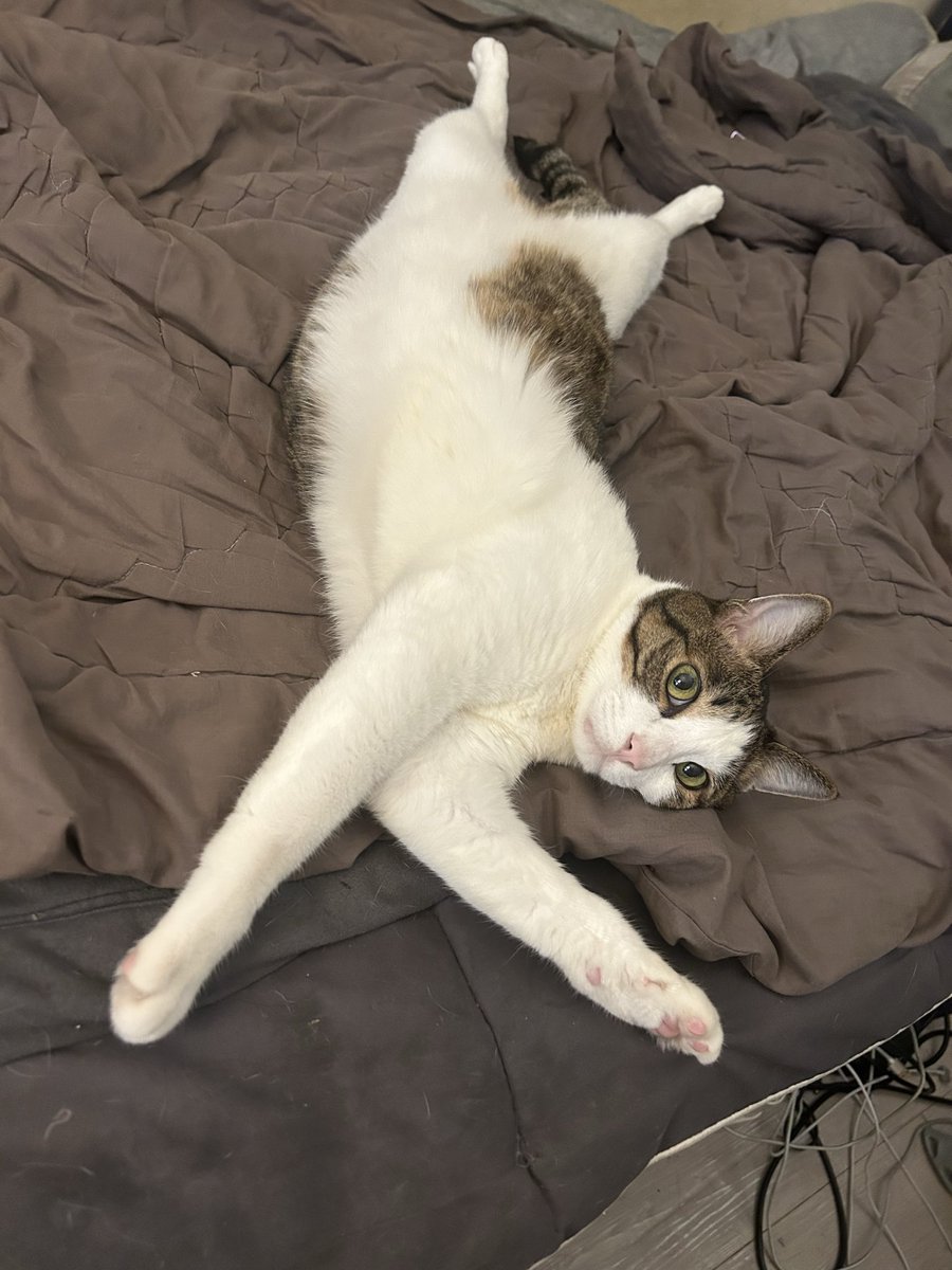 트위터캐스팅                          데뷔