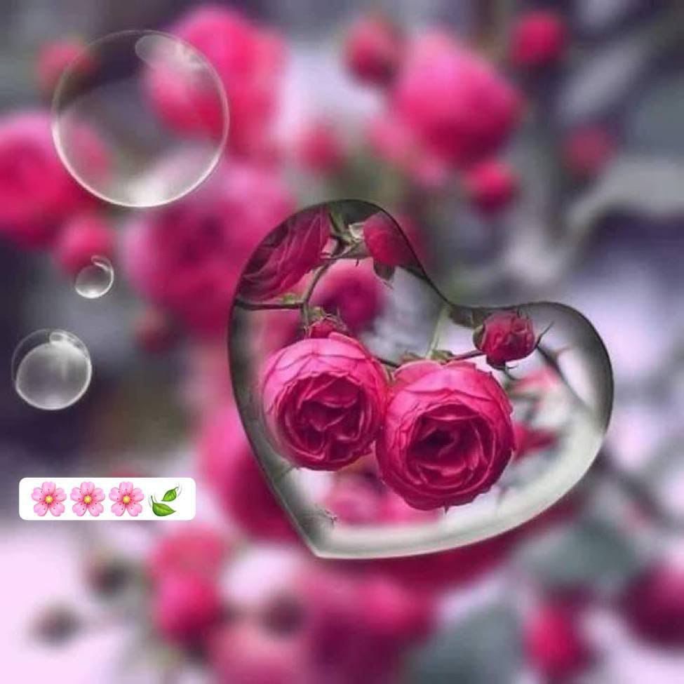صباح السعادة لقلوبكم 
وأرواحكم 🤍🤍
🌹🌹صباح الورد وعطره 
على الغاليين الطيبين
          ❤️❤️