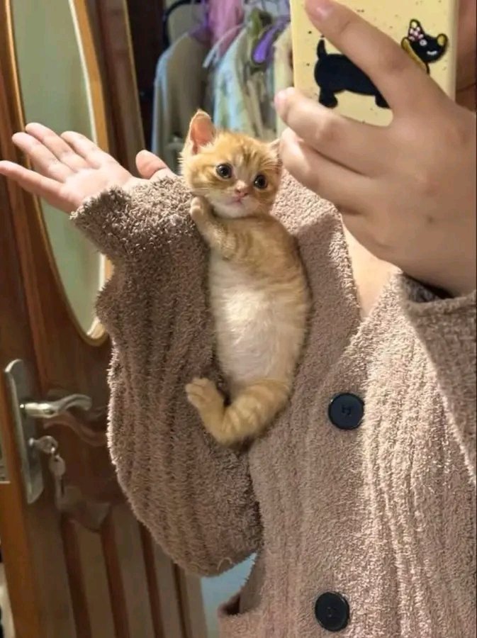 nocontextscats's tweet photo. Smol Baby https://t.co/dcbk1mXLuC