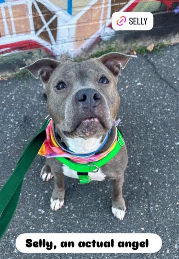 😍 Beautiful perfect 🐶 SELLY 💞
🔗 nycacc.app/browse/231243
#AdoptMe #NYCACC #NewYork