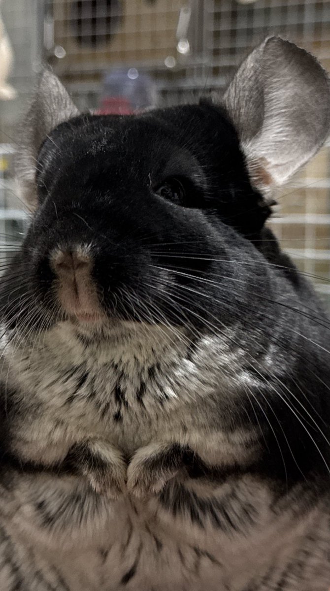 最後の一点！デンマーク産コペンハーゲン社 チンチラ チンチラ