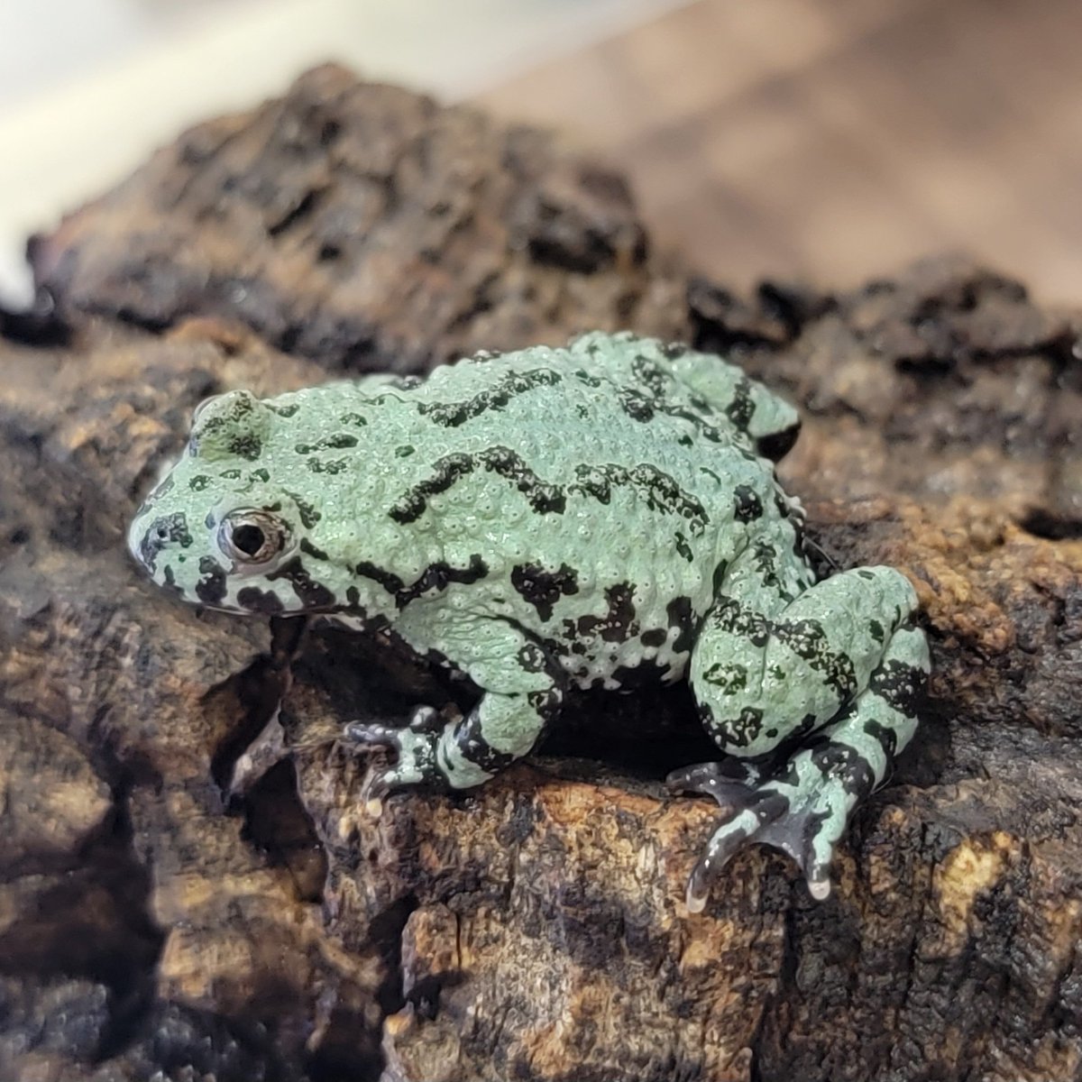 爬虫類倶楽部中野本店 本アカウント on X