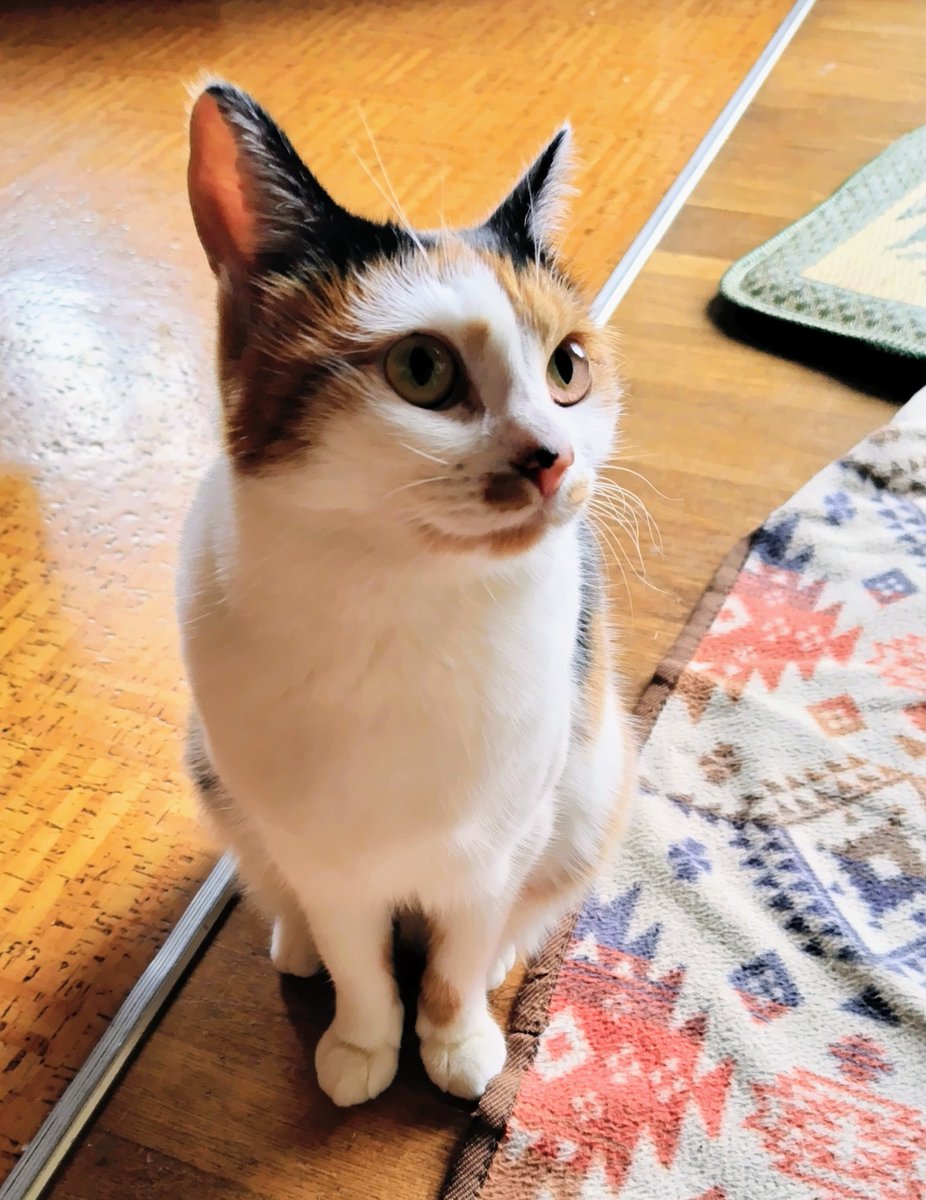 タラノメ家 (@taranomeke) / Posts / X