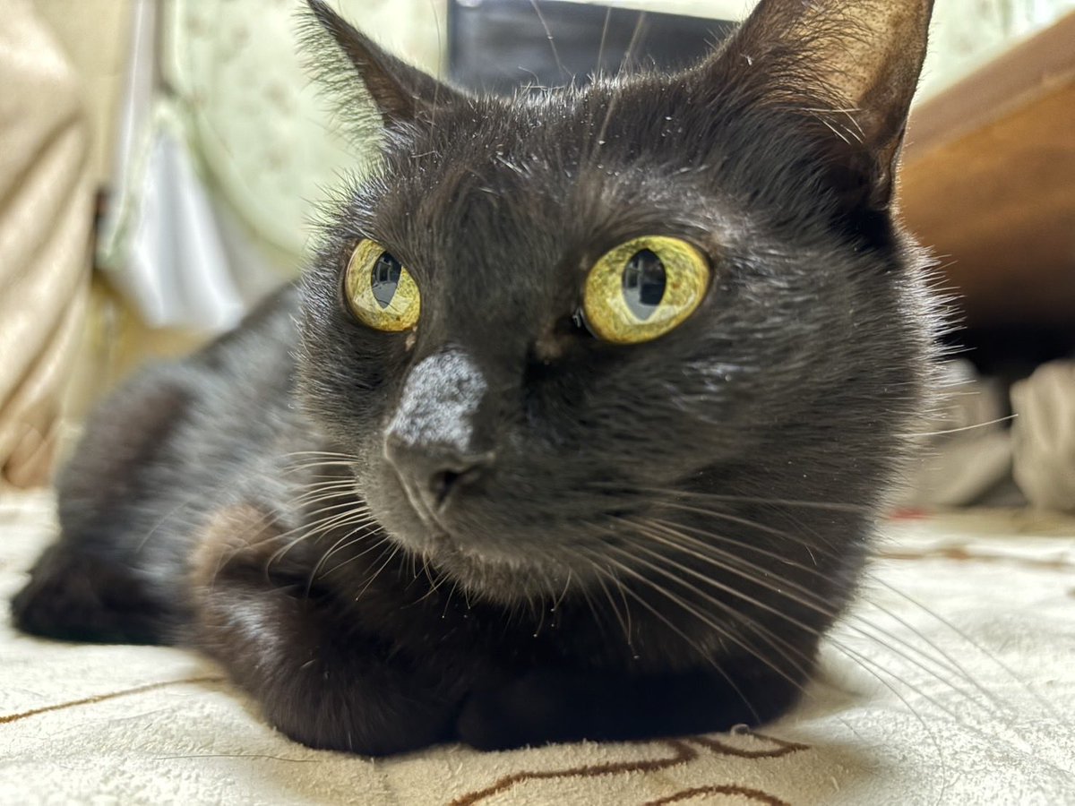 🐱おはようございますニャ✨

#黒猫
#猫好きさんと繋がりたい
#猫のいる暮らし