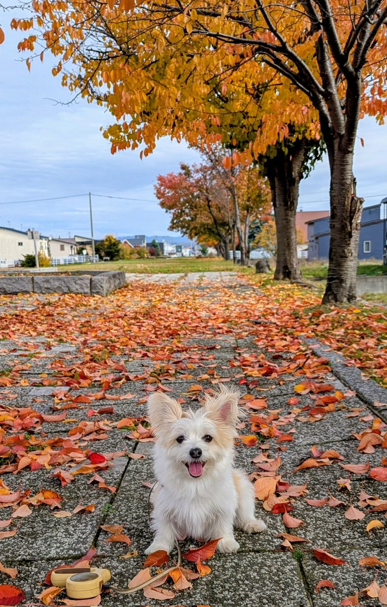 roku1143's tweet photo. こんにちは、今日は暖かいです🐶 https://t.co/GjmqmtD9qH