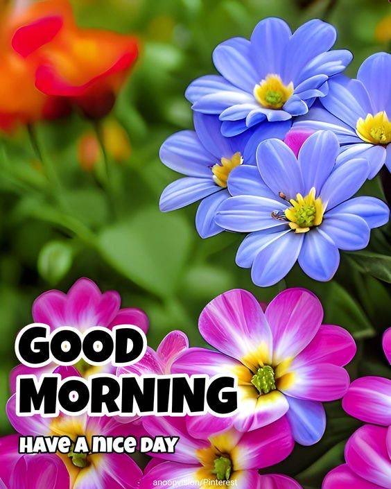 #Pattu🥰

#GoodMorningX 

#Sunday 

happy Morning folk’s 😍✨🌷