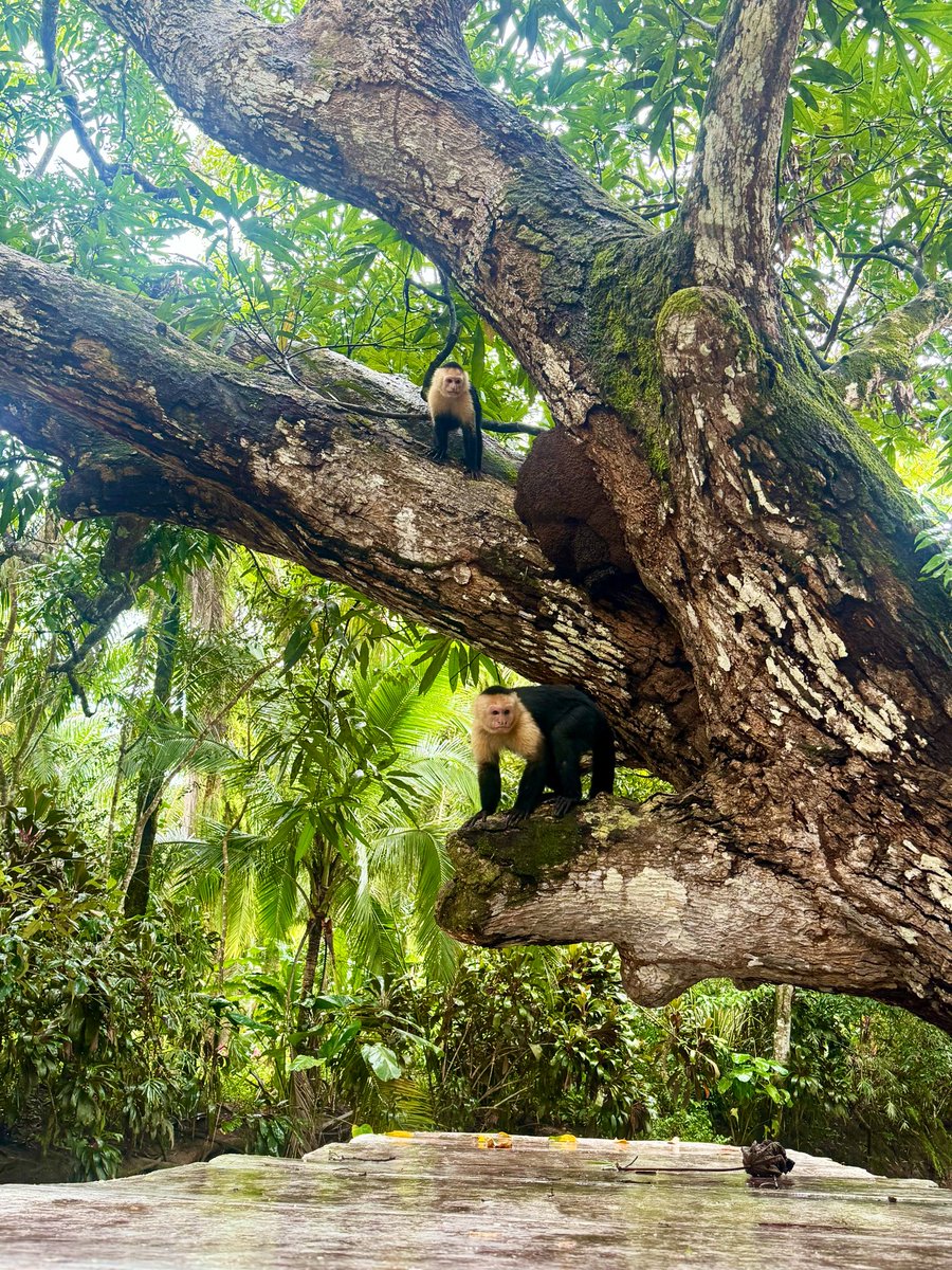 Dav_RazorSharp's tweet image. Costa Rica📍Big 35🍾🙏🏾