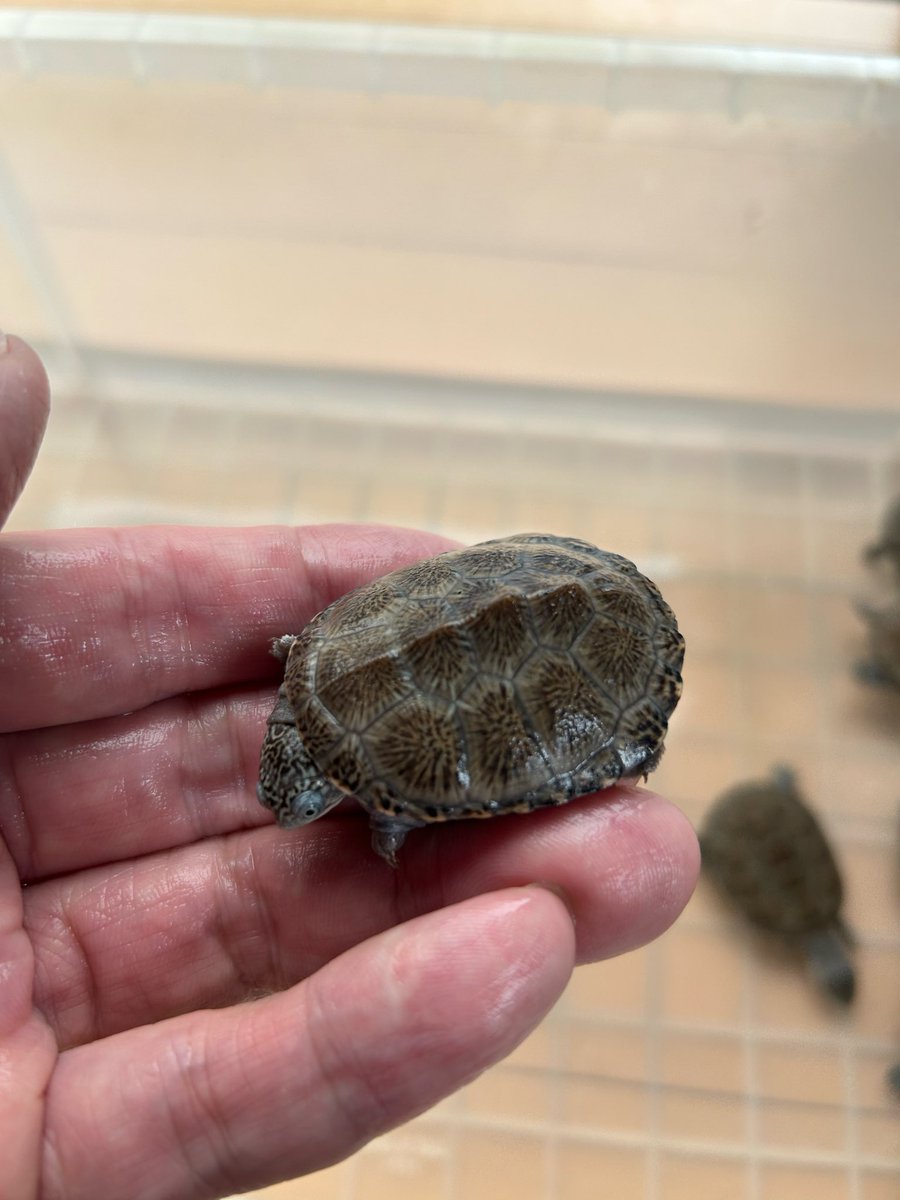 さとさと (@SatoSato_diary) / Posts / X