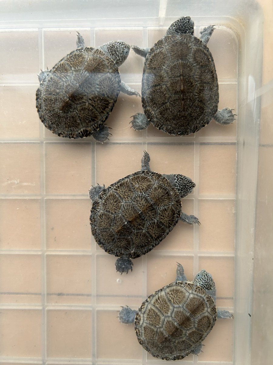 さとさと (@SatoSato_diary) / Posts / X