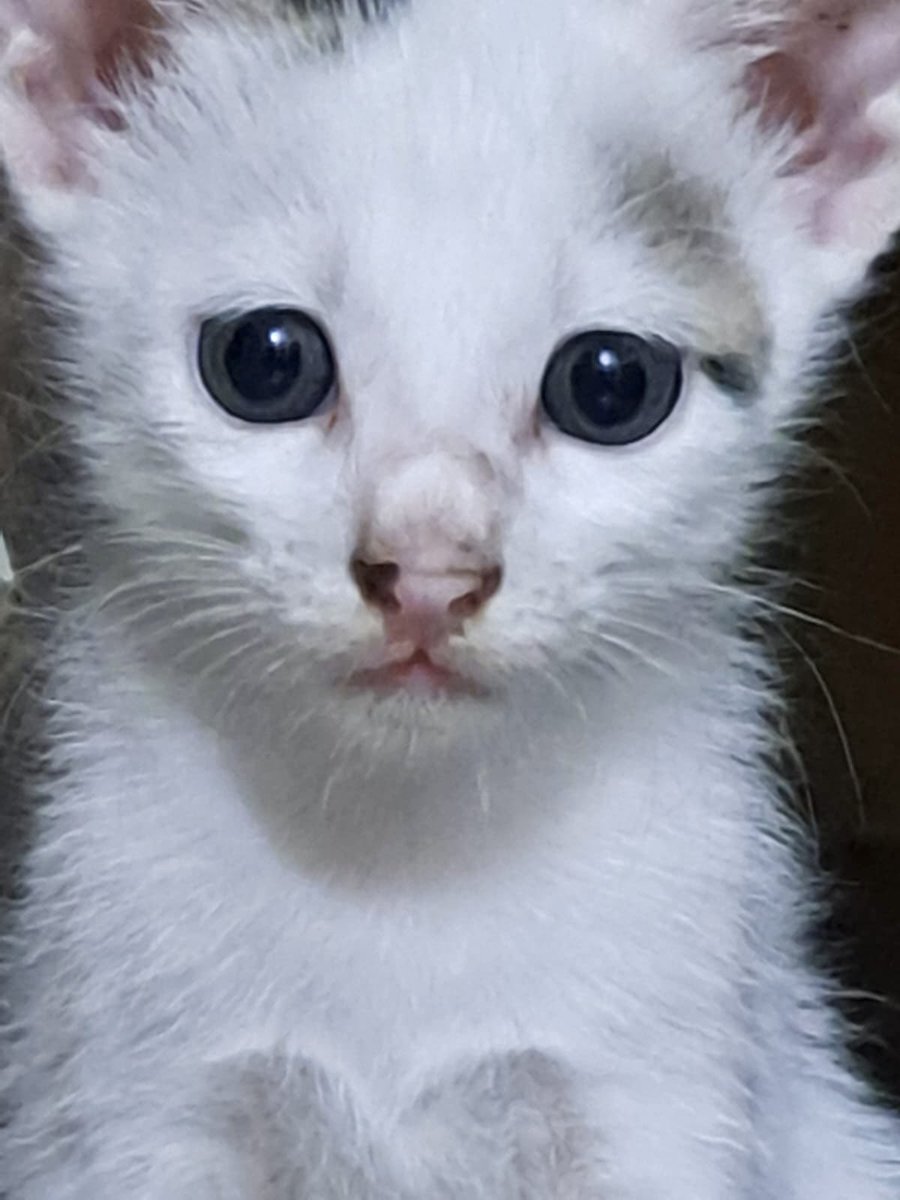 chithuspriya's tweet photo. She has my heart 🐾😻

#kitten #cutie #catlove #princy #kittypie https://t.co/bxqUVx8EhW
