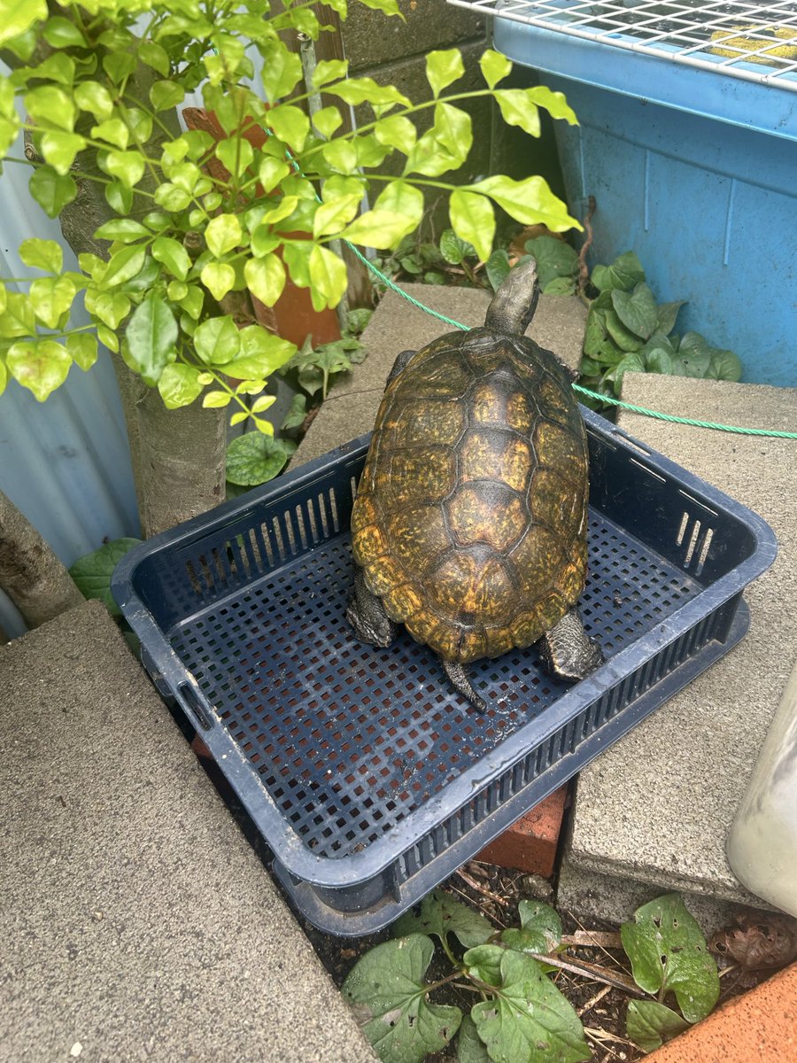 カメちゃん かめつき🐢 (@KameMoon9) / Posts / X