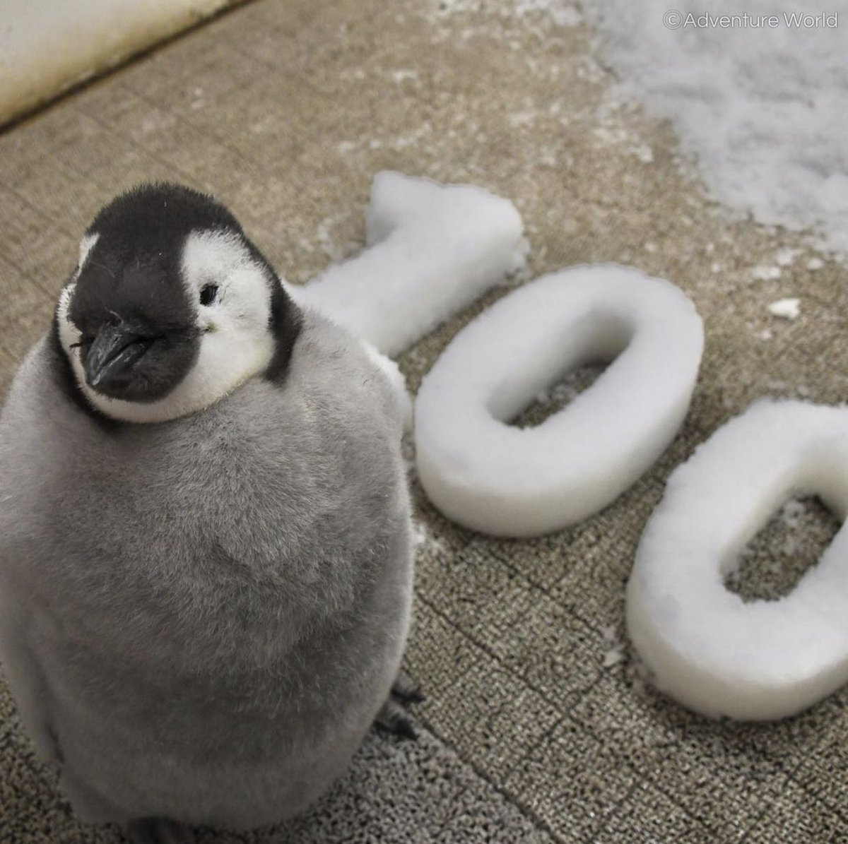 ちゃぼー (@Boo_3018) / Posts / X