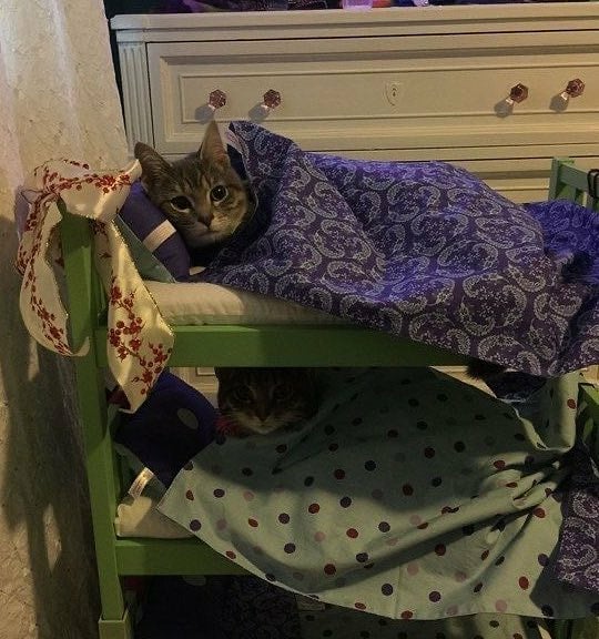 Punch Cat tweet media