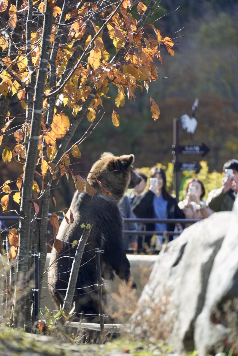 ayucc22's tweet image. みんなしてちっこい四角いので顔隠して何してんだべなー🐻ス 2025.10.25  #旭山動物園 #エゾヒグマ #すなすけ