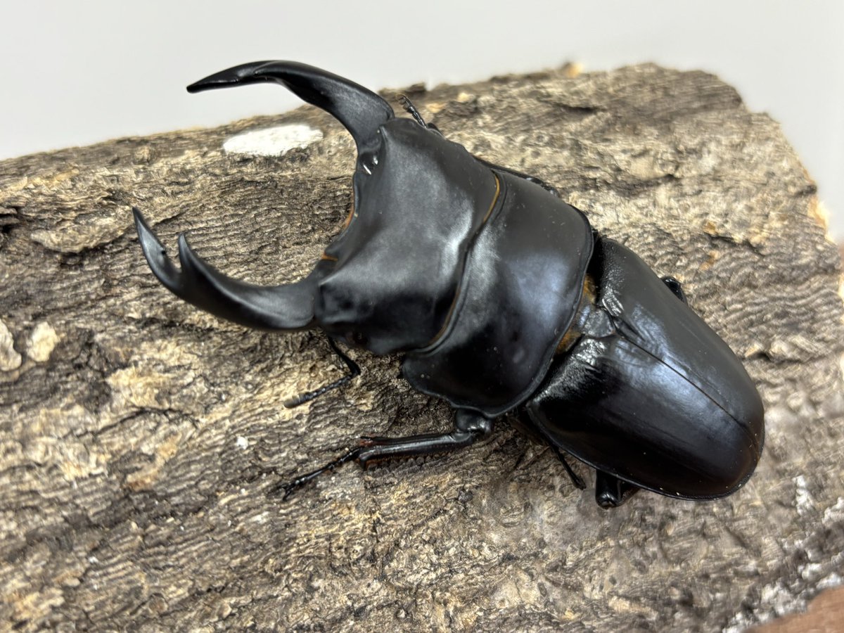 レア hellos Beetle BLACK オクタタープ 遮光 国内購入品 オオクワガタ販売・オオクワフィールド on X