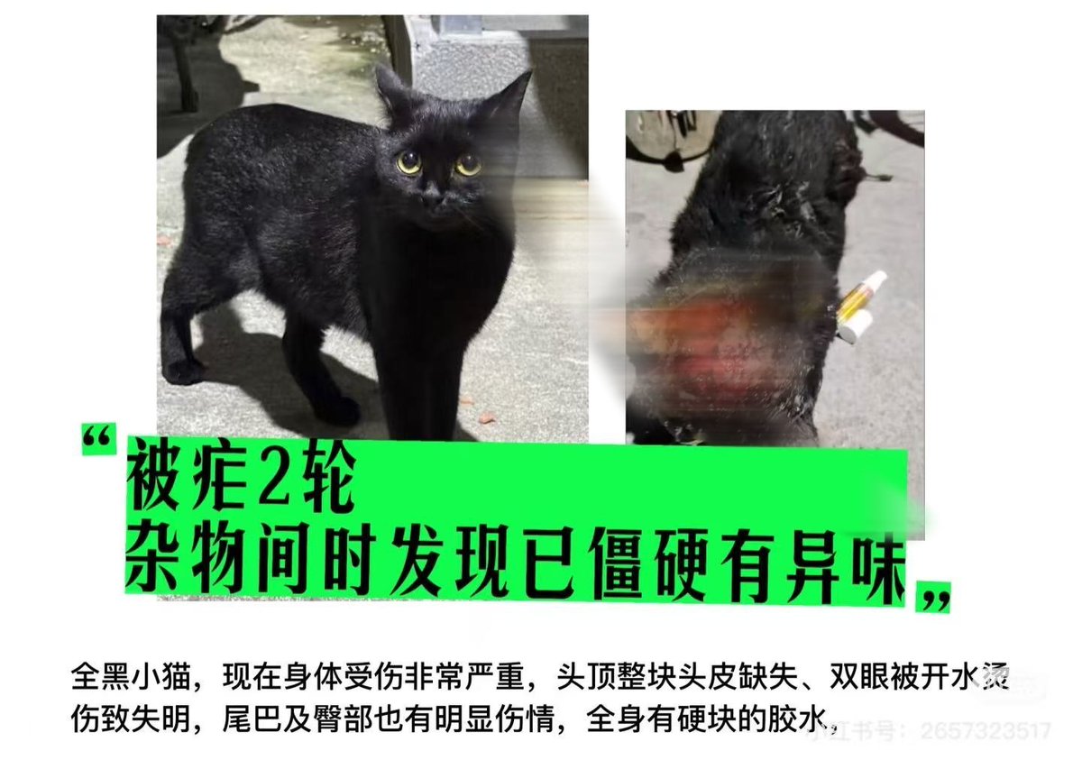 【黒猫】 kuroneko.8901 | 捨て猫風❾⑩😅こんなの落ちてたら間違いなく