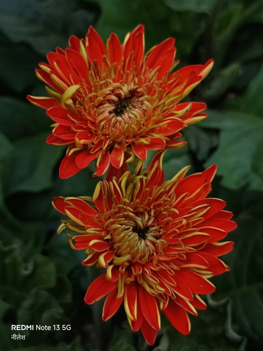 niileshraichura's tweet image. Absolutely no filter, no edits, no AI..
सुप्रभात साथियों 🌻
#theme_pic_India_flowers