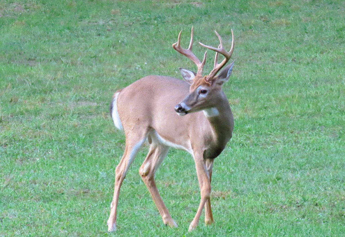 Freebird tweet media