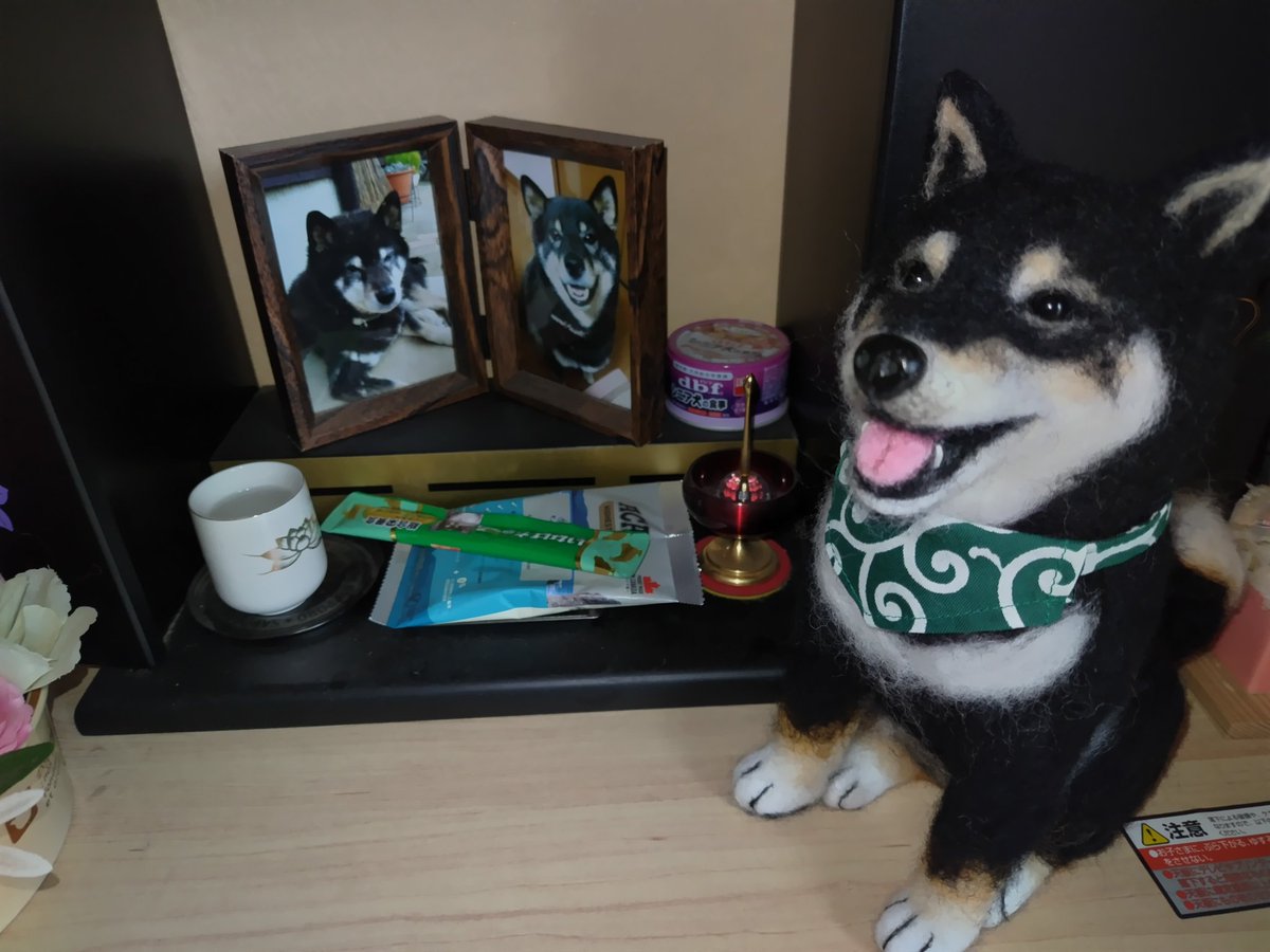 Greenさん(<a href="/greenchan0718/">Green</a>)が、我が家の柴犬三兄妹の羊毛フェルトぬいぐるみを作ってくださいました🎵
家宝にします♥
#柴犬　#柴犬兄妹
#羊毛フェルト
#Greenさんの愛犬ぬい
#皆さまも是非ぜひ