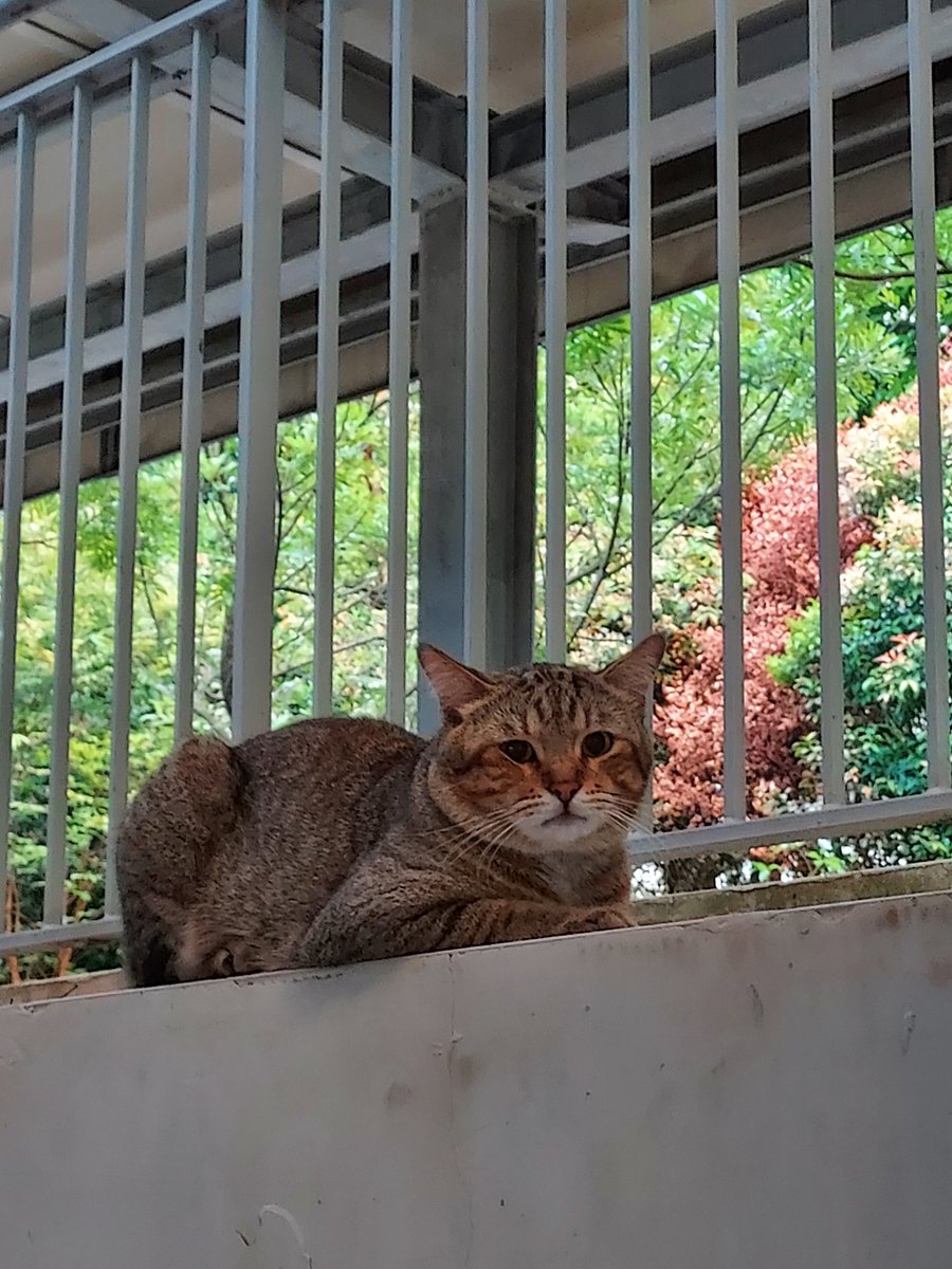 Face of a boi who broke out of kitty jail to escape from going to the vet...no regrets 😼