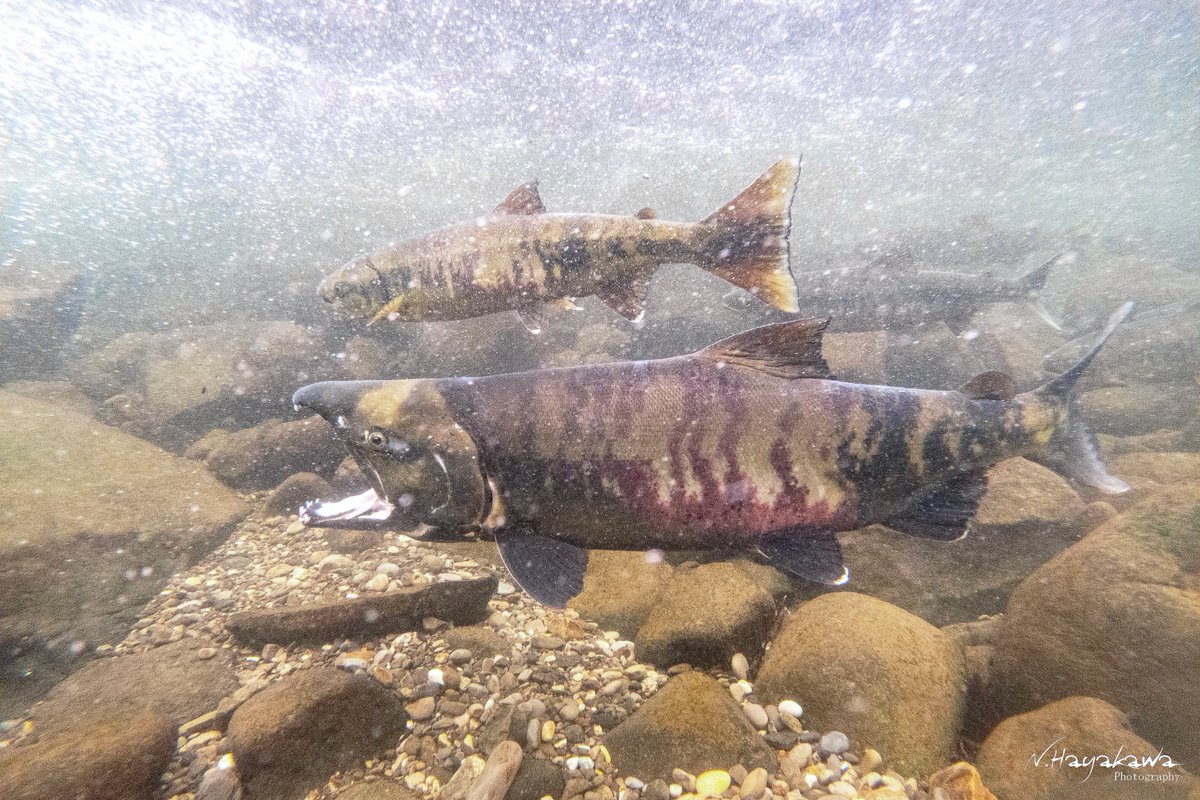 知床ドリーム on X