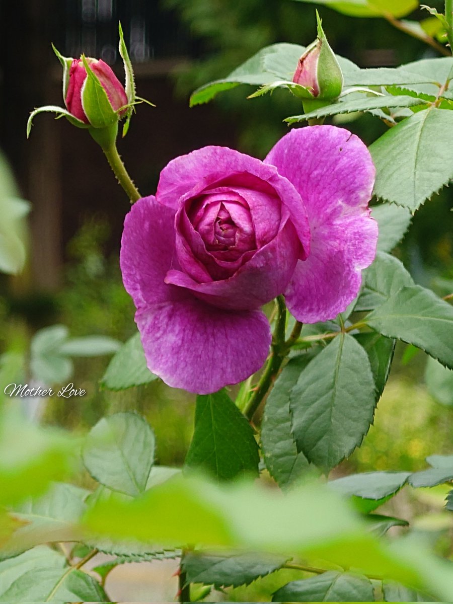 ’
　　せっかく咲いたのに
　　寒かったり雨が降ったり……
　　物悲しげな秋の薔薇

　　﹢...｡.｡｡｡｡｡｡.｡.｡.｡..｡.｡…﹢
                                                                                 .