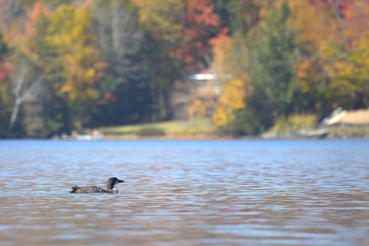 loons9997's tweet photo. Loon admires the foliage on lake placid https://t.co/GyC4Le26Q8